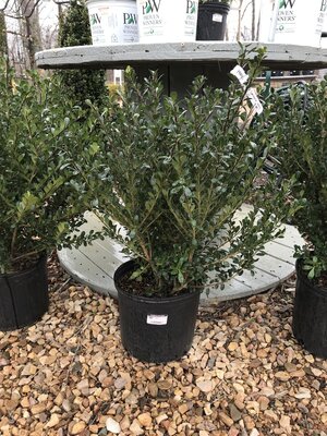 Holly, Ilex crenata 'Bennett's Compacta' 3G