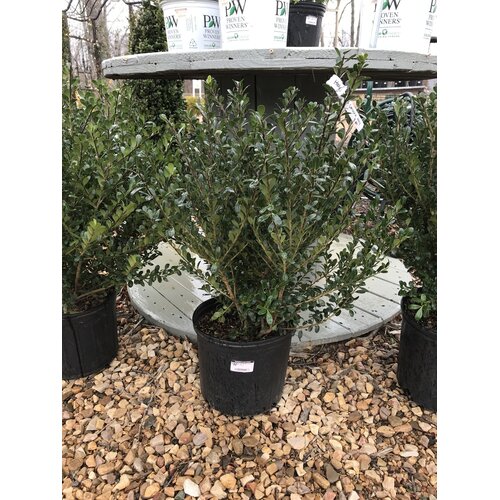 Holly, Ilex crenata 'Bennett's Compacta' 3G