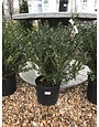 Holly, Bennett's Compacta Holly 3G