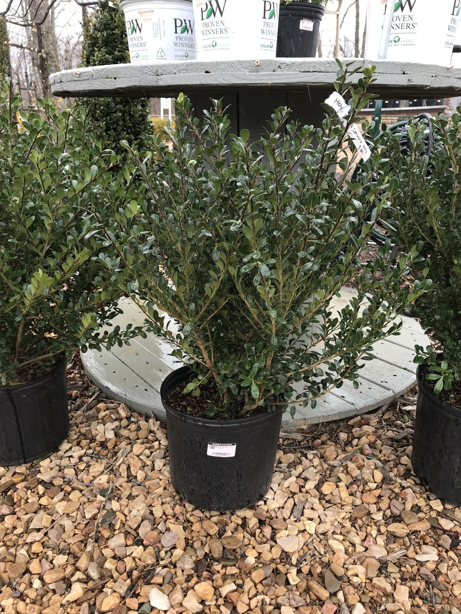 Holly, Ilex crenata 'Bennett's Compacta' 3G