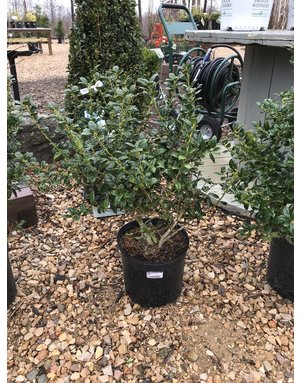 Holly, Ilex cornuta 'Burfordii Nana' Dwarf Burford 3G