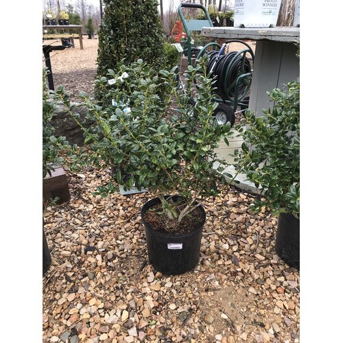 Holly, Ilex cornuta 'Burfordii Nana' Dwarf Burford 3G