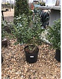 Holly, Dwarf Burford Holly 3G