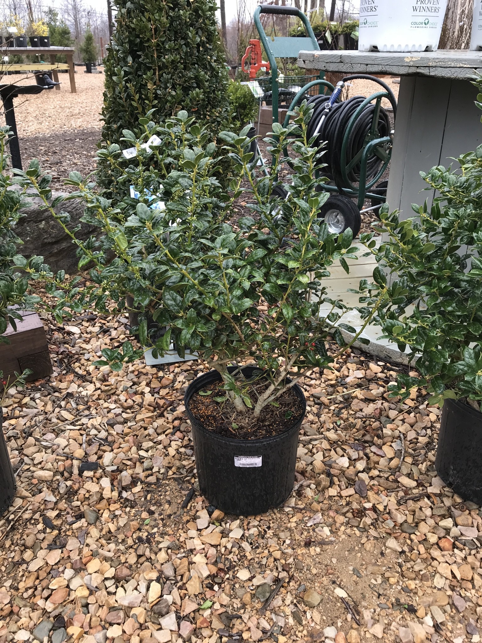 Holly, Ilex cornuta 'Burfordii Nana' Dwarf Burford 3G