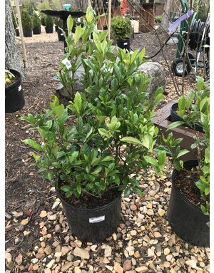 Gardenia August Beauty 3G