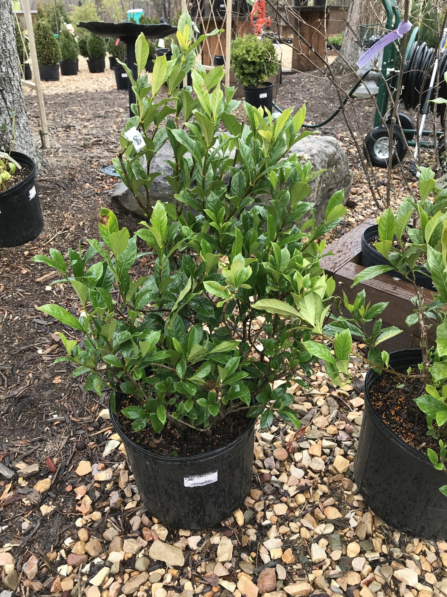 Gardenia August Beauty 3G