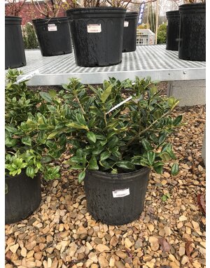 Holly, Ilex cornuta 'Carissa' 3G