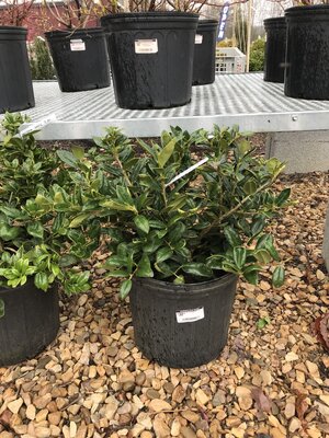 Holly, Ilex cornuta 'Carissa' 3G