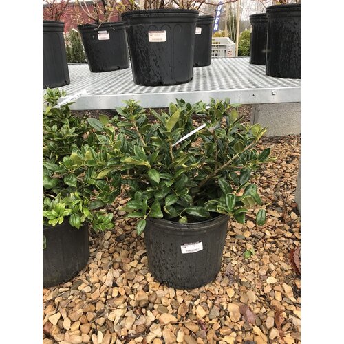 Holly, Ilex cornuta 'Carissa' 3G