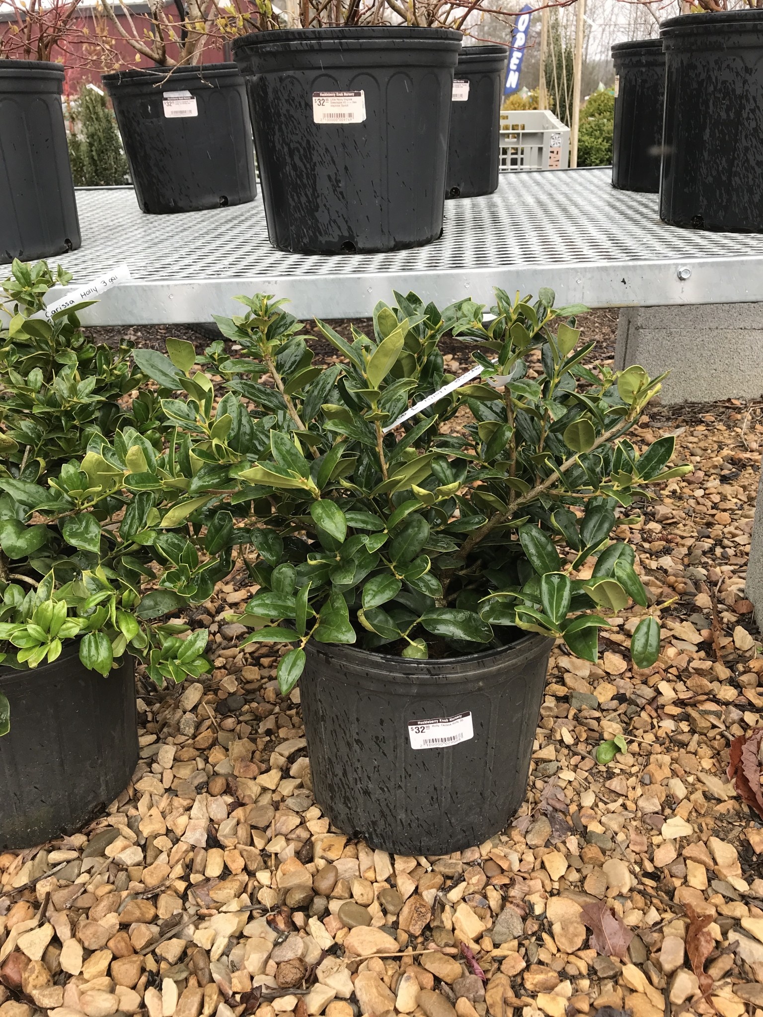 Holly, Ilex cornuta 'Carissa' 3G