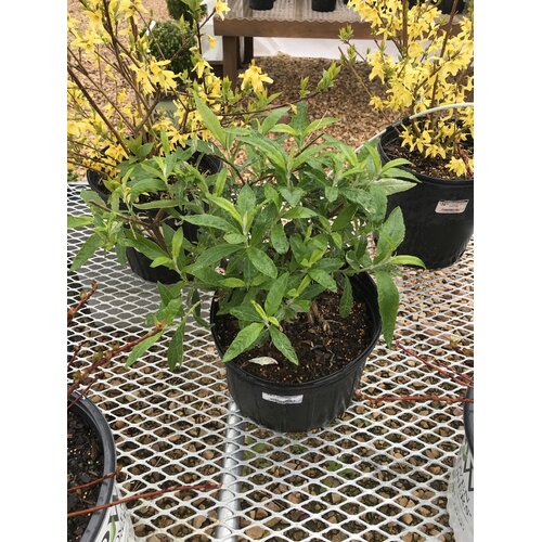 Butterfly Bush, Buddleia davidii 'Silver Frost' 3G