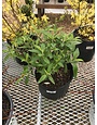 Butterfly Bush, Butterfly B. Silver Frost 3G