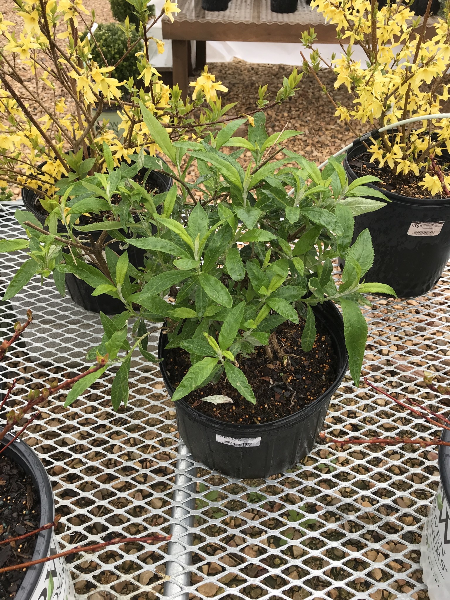 Butterfly Bush, Buddleia davidii 'Silver Frost' 3G