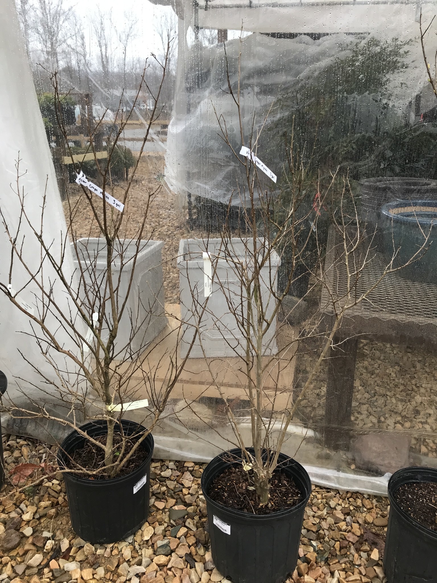 Crape Myrtle, VICTOR Crape Myrtle 3G