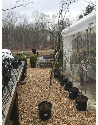 Crape Myrtle, Natchez (White) 3G