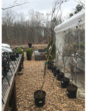 Crape Myrtle, Lagerstroemia indica x fauriei 'Natchez' (White) 3G