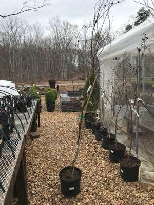 Crape Myrtle, Lagerstroemia indica x fauriei 'Natchez' (White) 3G