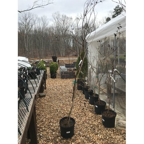Crape Myrtle, Lagerstroemia indica x fauriei 'Natchez' (White) 3G