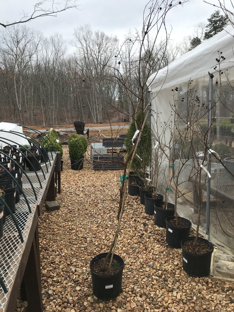 Crape Myrtle, Lagerstroemia indica x fauriei 'Natchez' (White) 3G