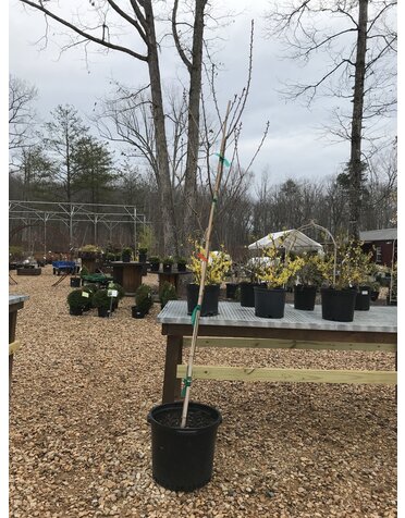 Cherry, Prunus serrulata 'Kwanzan' 15G