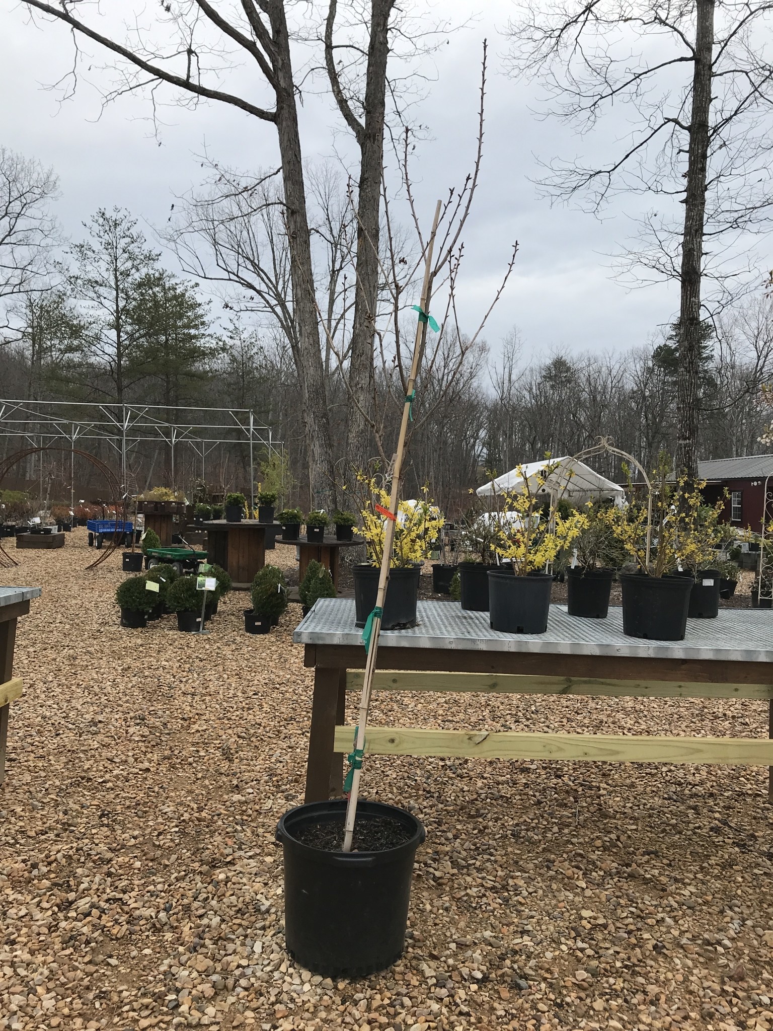 Cherry, Prunus serrulata 'Kwanzan' 15G