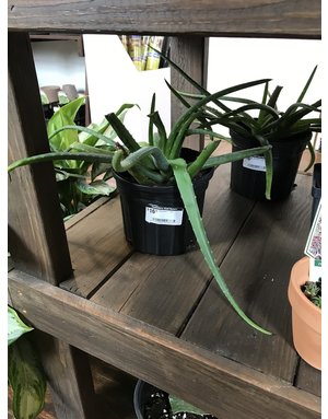 Aloe, Aloe barbadensis Miller 'Aloe Vera' 7"