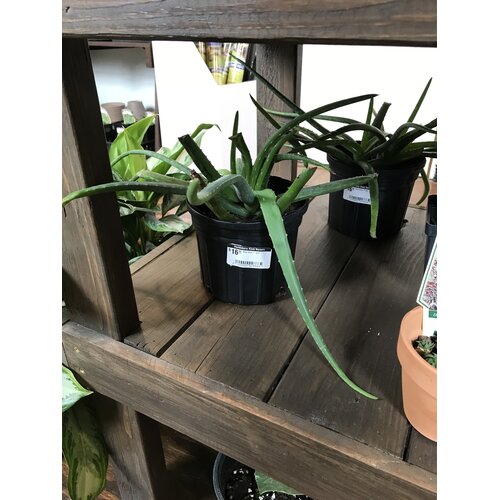 Aloe, Aloe barbadensis Miller 'Aloe Vera' 7"