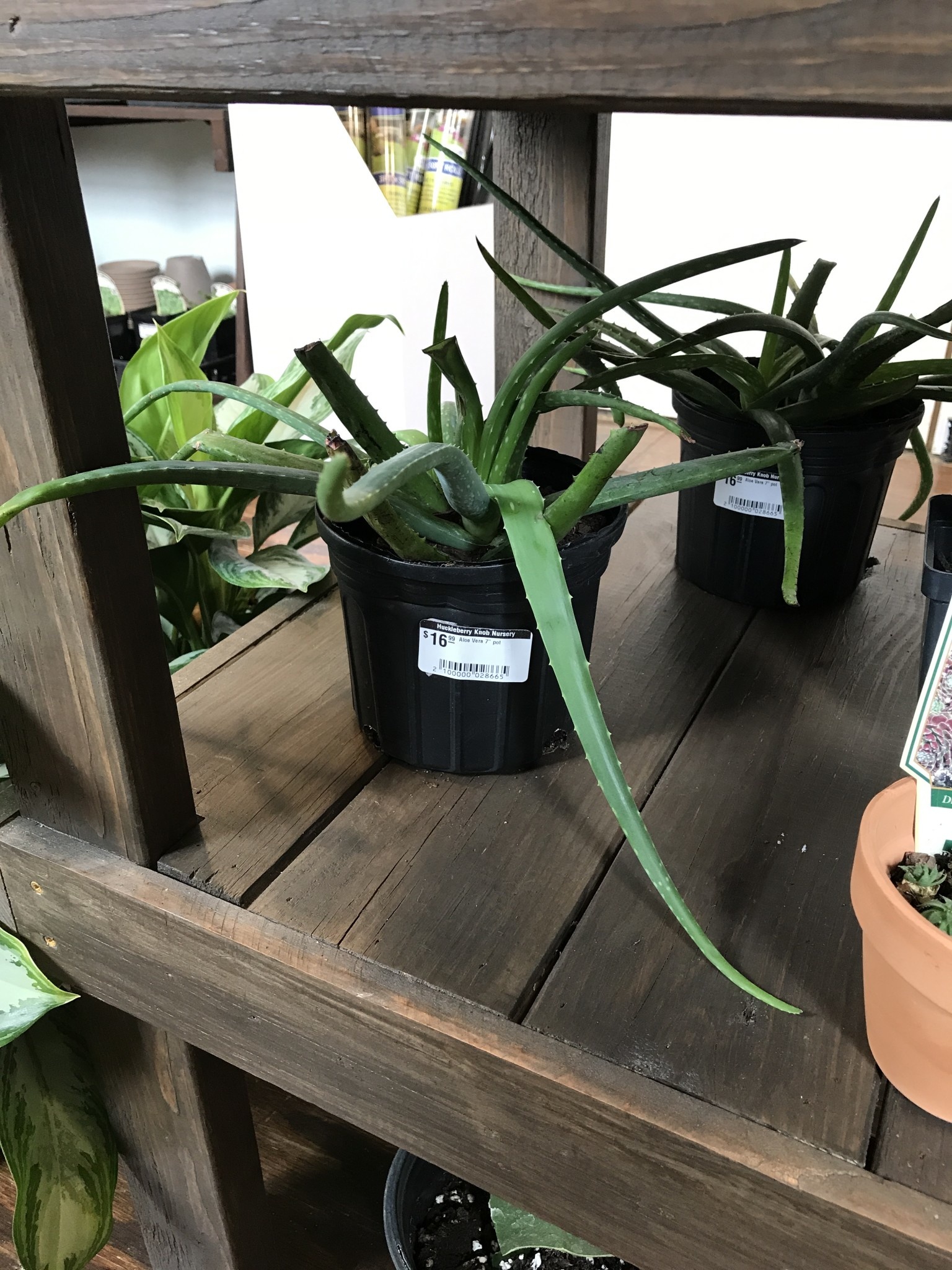 Aloe, Aloe barbadensis Miller 'Aloe Vera' 7"