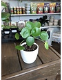 4.5 in Patio Pot, White-Pilea Peperomiodes 'Chinese Money'