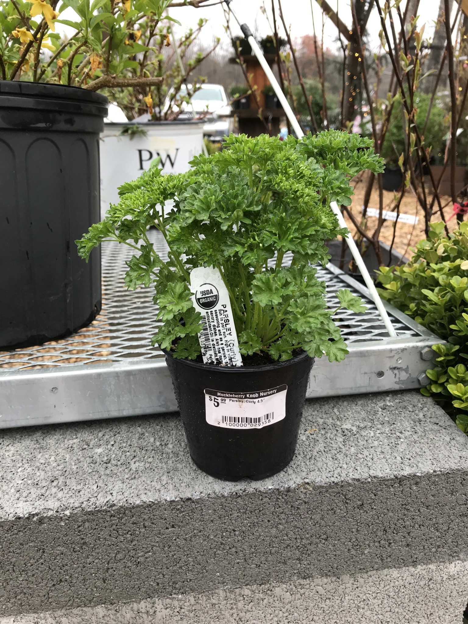 Parsley, Curly 4" pot