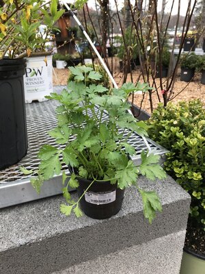 Parsley, Petroselinum crispum neapolitanum 'Italian' 4" Parsley, Petroselinum crispum neapolitanum 'Italian' 4"