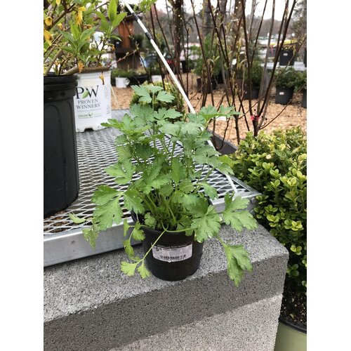 Parsley, Petroselinum crispum neapolitanum 'Italian' 4"