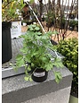 Parsley, Italian