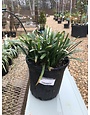Liriope muscari 'Big Blue' 1G