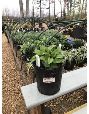 Sage, Salvia nemorosa 'Rose Marvel' (Meadow) 1G