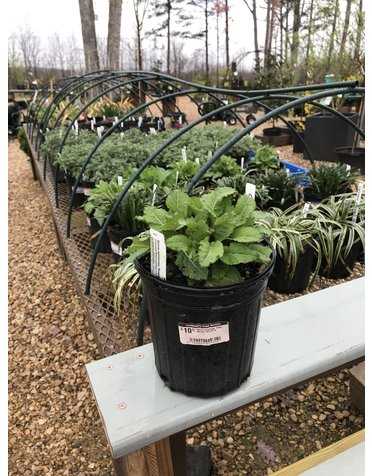 Salvia nemorosa 'Rose Marvel' PP3 0118 1G
