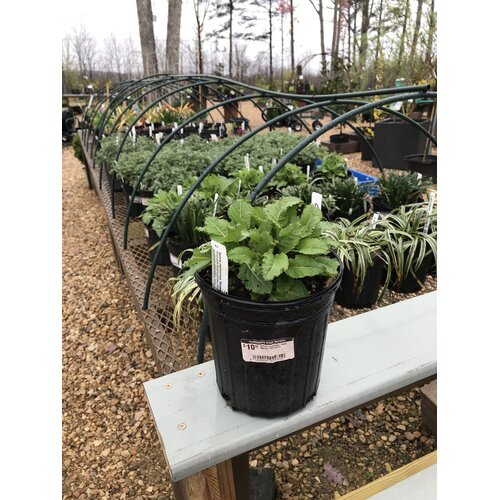 Sage, Salvia nemorosa 'Rose Marvel' (Meadow) 1G