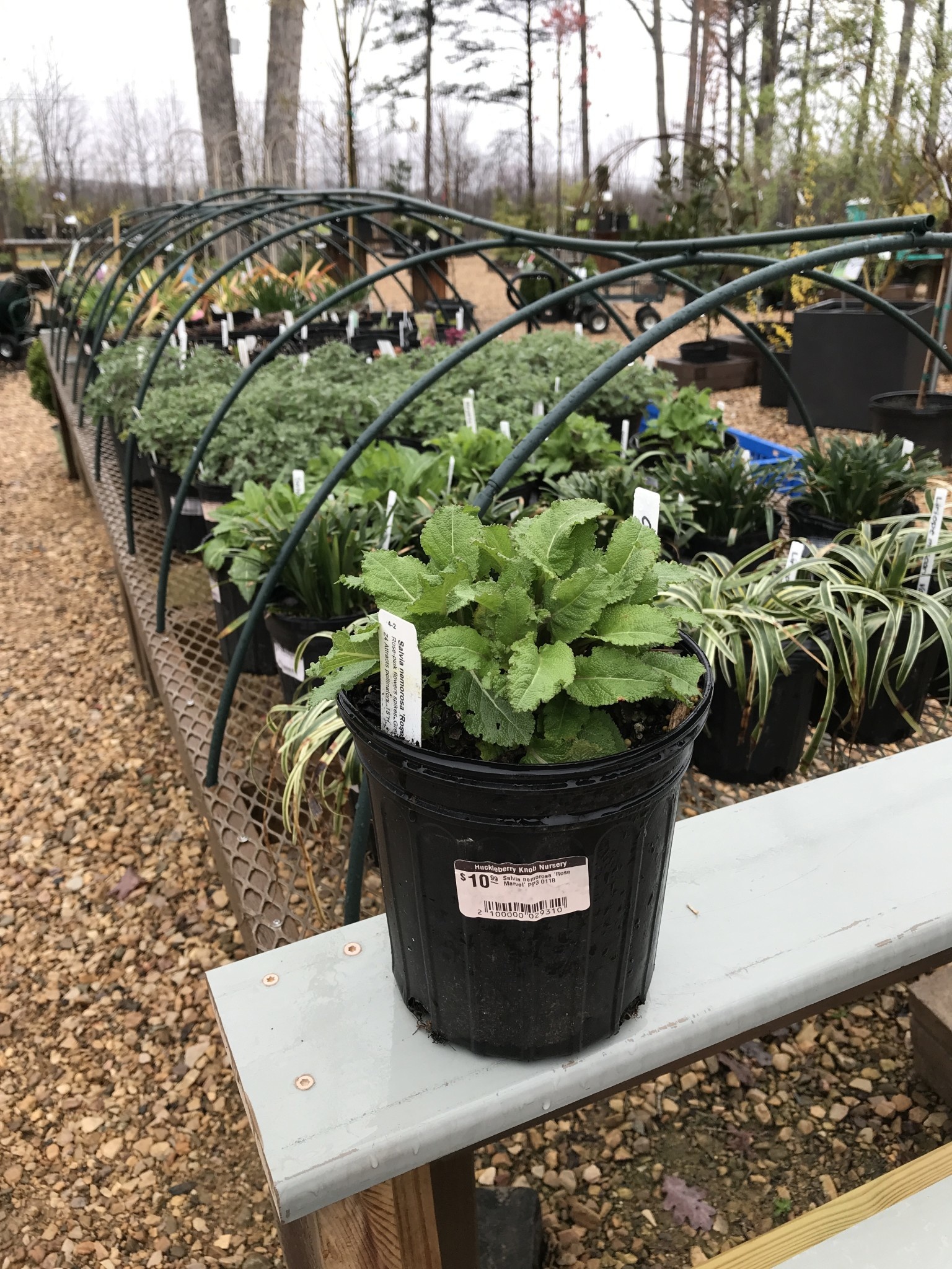 Sage, Salvia nemorosa 'Rose Marvel' (Meadow) 1G