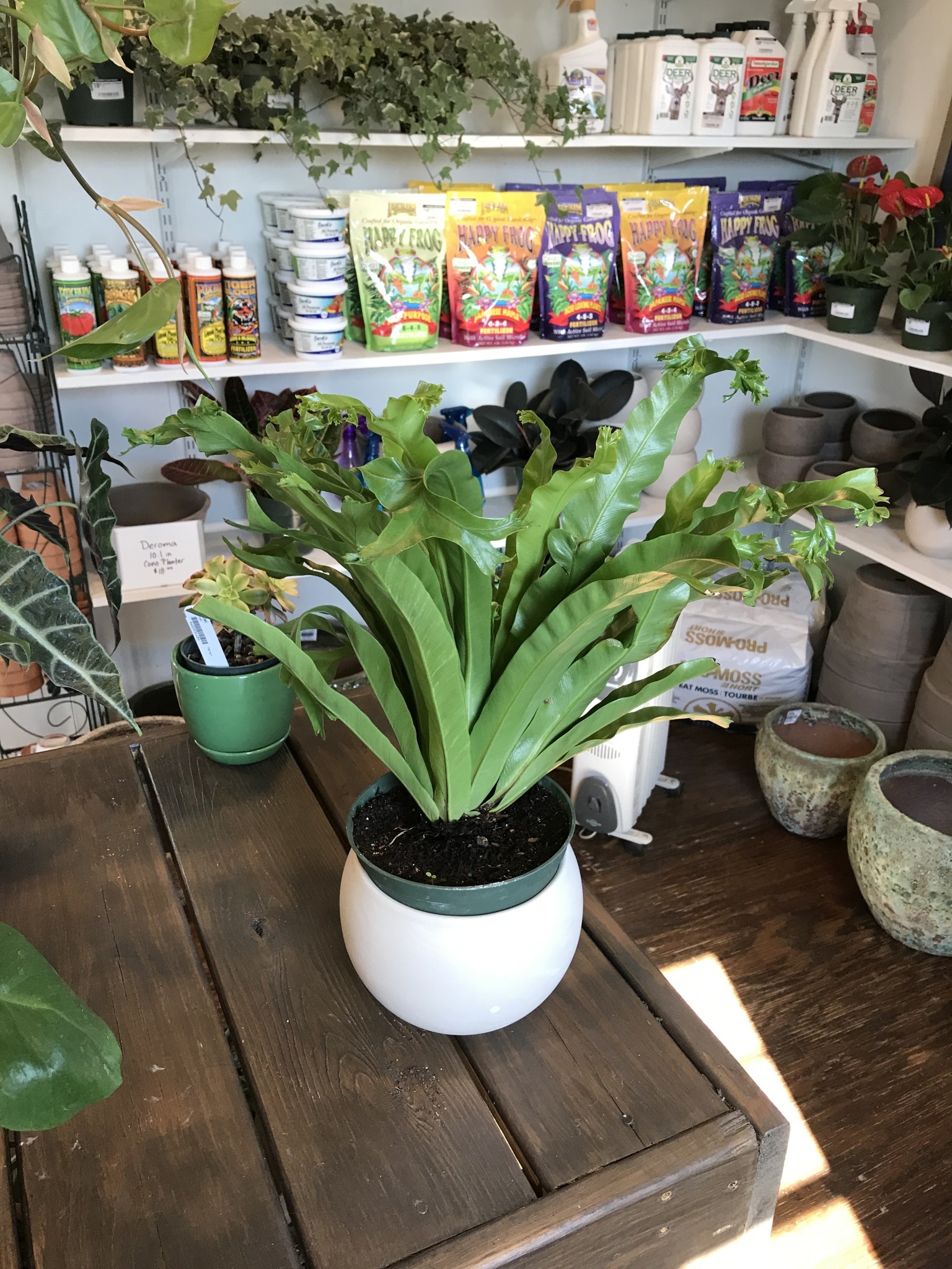 Houseplant, Bird Nest Fern 6"