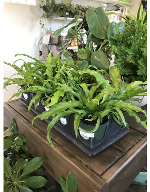 Houseplant, Crispy Wave Birdnest Fern 4"