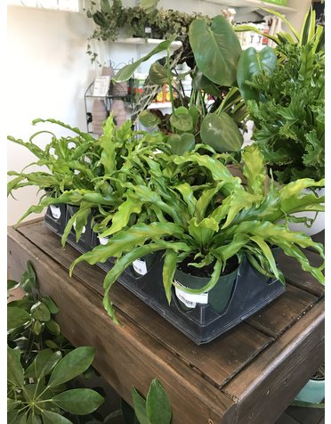 Houseplant, Crispy Wave Birdnest Fern 4"