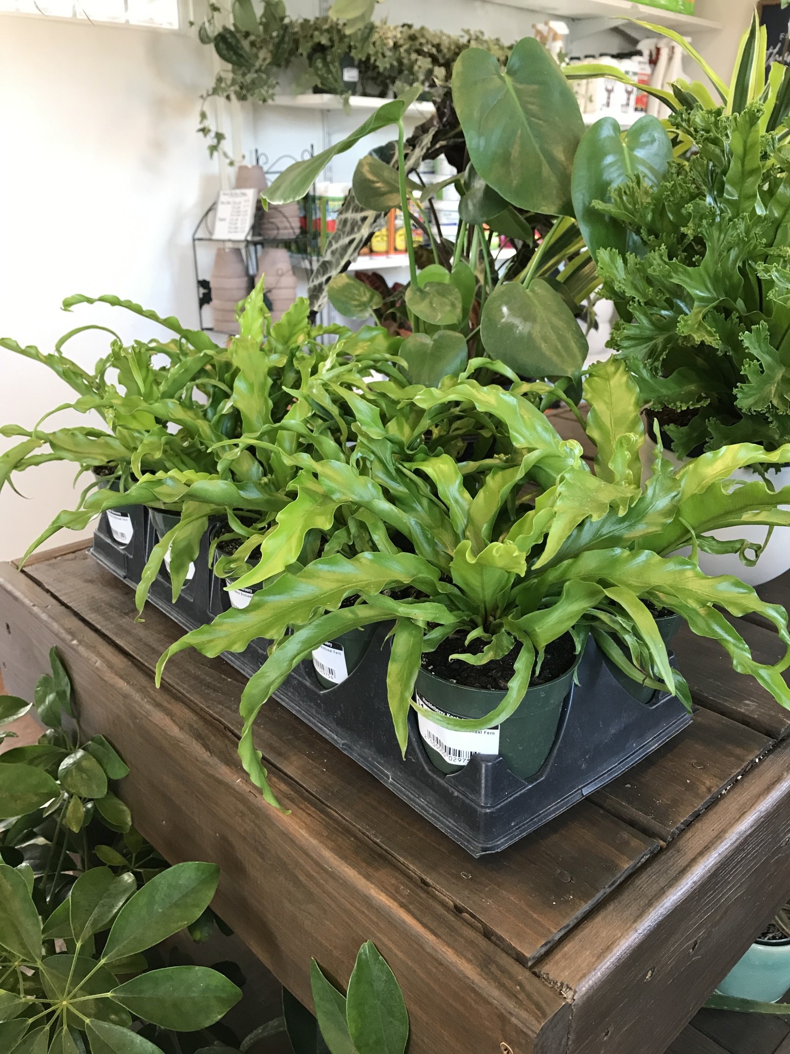 Houseplant, Crispy Wave Birdnest Fern 4"