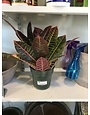 Houseplant, Croton 6" Pot