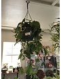 Houseplant, Heart Philly Hanging Basket 8"