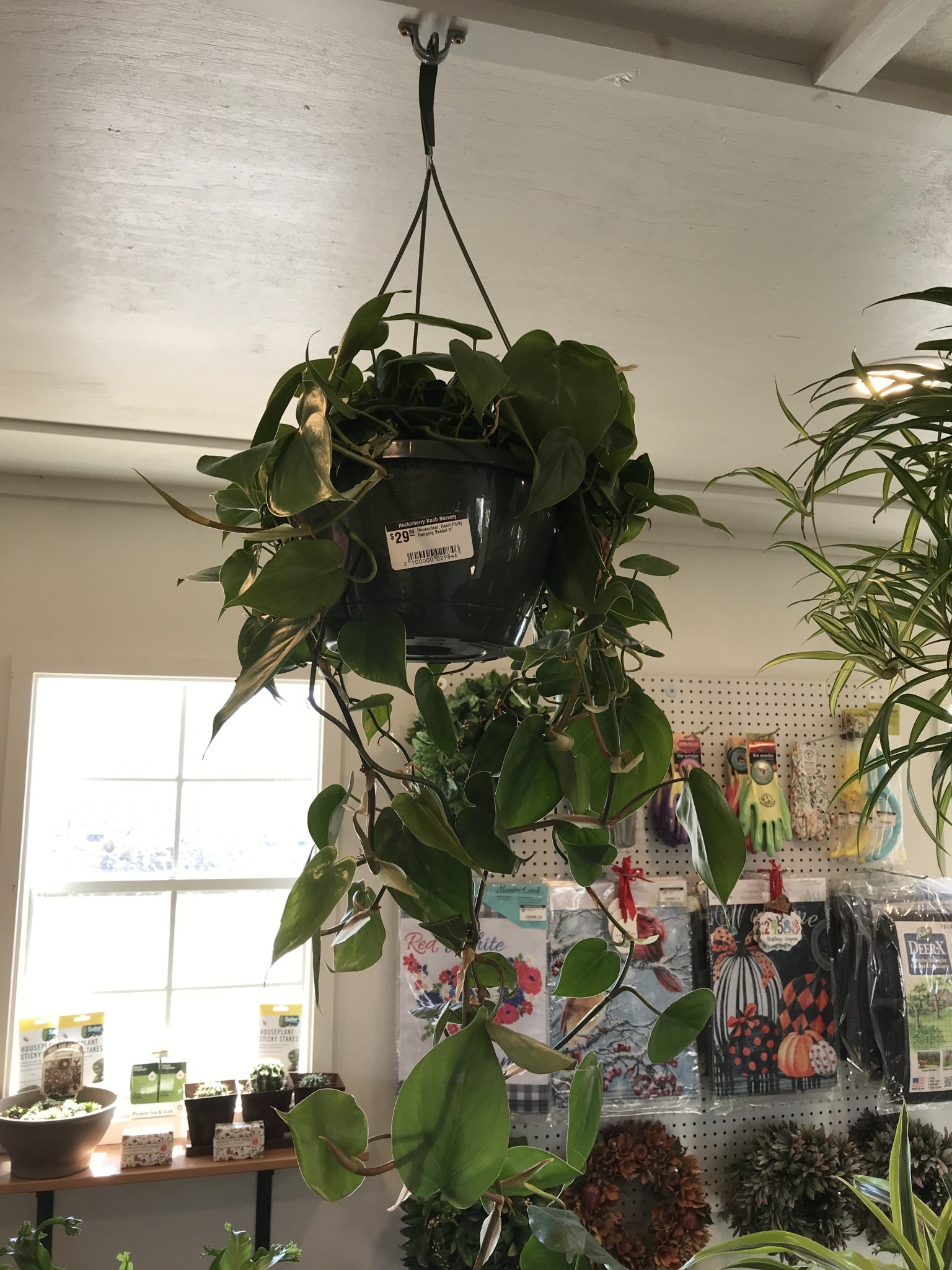 Houseplant, Heart Philly Hanging Basket 8"