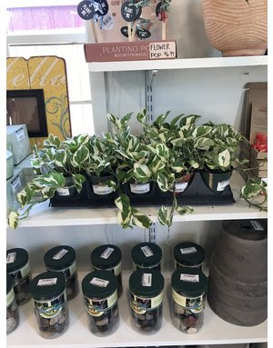 Pothos, Epipremnum aureum 'N'Joy' 4"