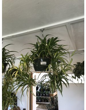 Houseplant, Spider Plant 8" Hanging Basket