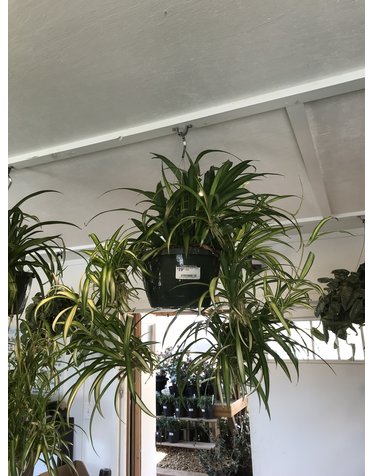 Houseplant, Spider Plant 8" Hanging Basket