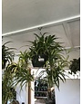Spider Plant, Chlorophytum comosum 'Spider Plant' 8"HB