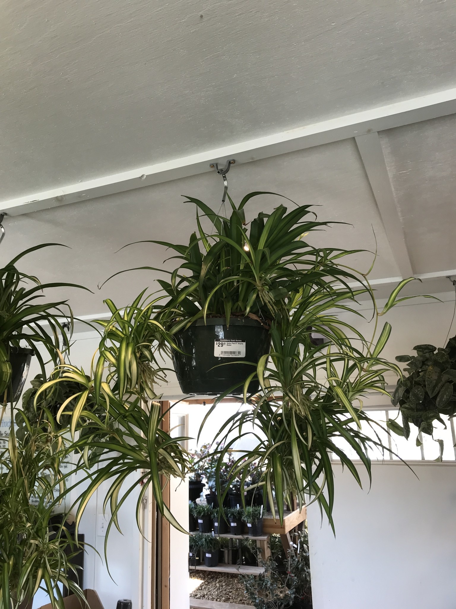 Houseplant, Spider Plant 8" Hanging Basket